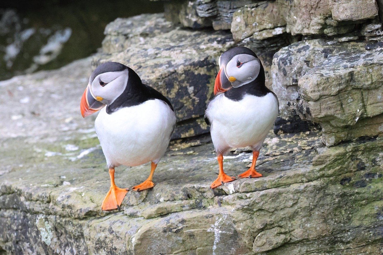 Best time to see puffins