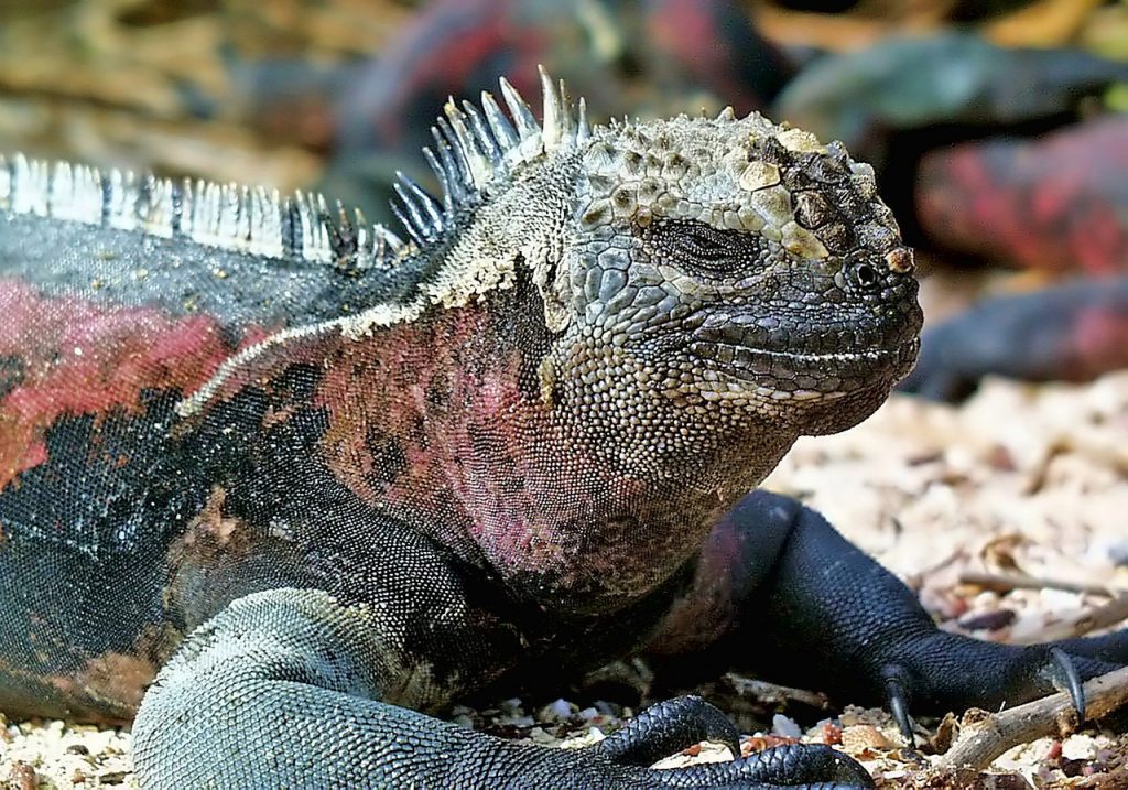 Best time to visit Galapagos Islands