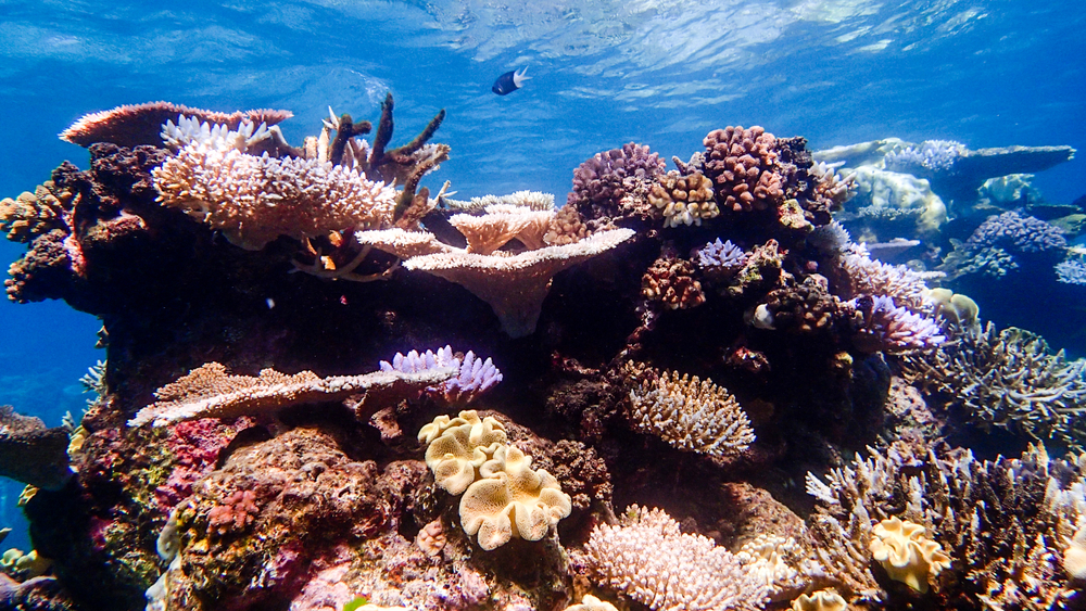 Best time to visit the Great Barrier Reef