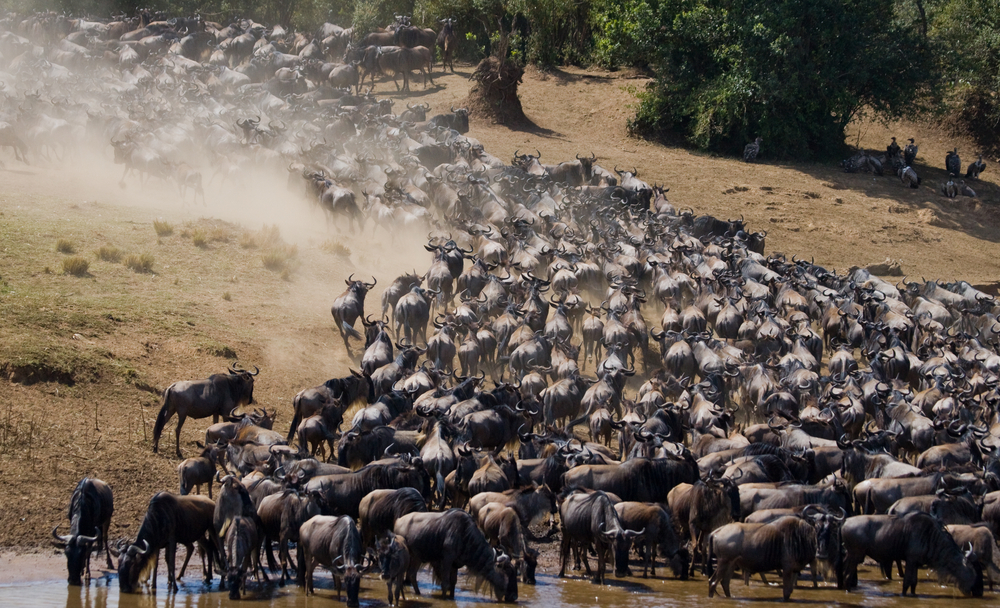 Best time to see the wildebeest migration